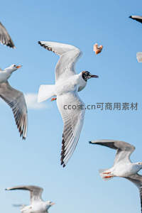 海鸥展翅捕食瞬间，蓝天为幕