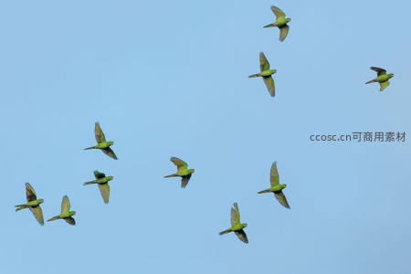 绿鹦鹉群飞蓝天，轻盈如舞