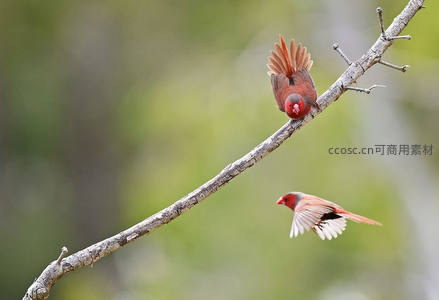 红鸟栖枝振翅，另一只翩然掠过