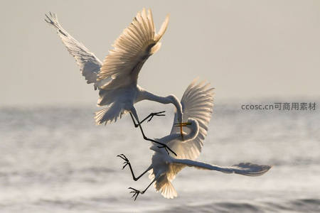 双鹭凌空展翅舞，水天一色共翩跹