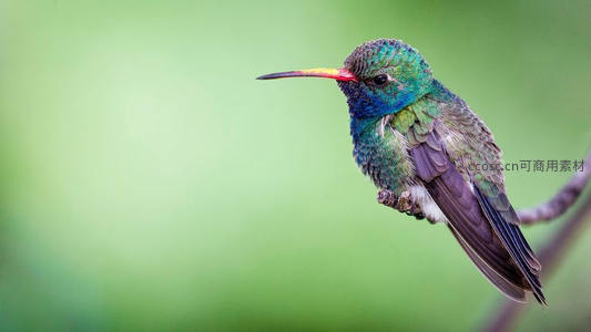 翠绿蜂鸟停枝梢，长喙微张待花蜜