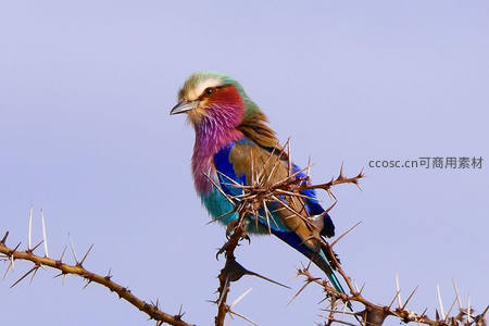 彩羽佛法僧栖棘丛，蓝天映衬如画境