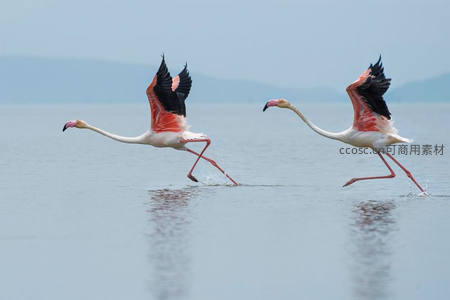 火烈鸟振翅掠过水面，溅起涟漪