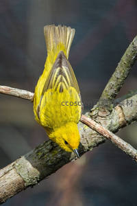 黄鹂栖枝低头，羽色鲜亮夺目