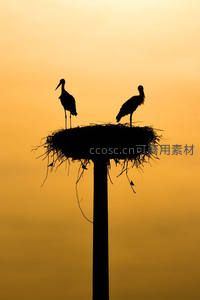 暮色中鹳鸟巢穴剪影，温馨静谧