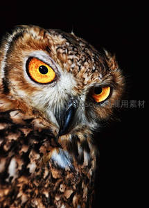猫头鹰凝视镜头，眼神锐利如炬