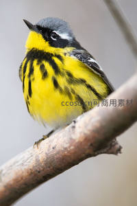 黄黑相间小鸟栖息树枝特写