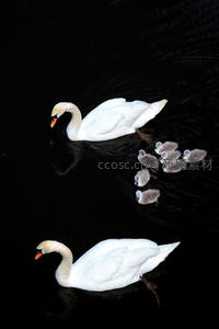 天鹅一家悠游于深色水面