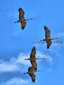 三只鹤鸟蓝天白云间翱翔