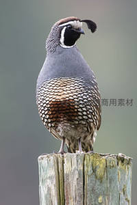 冠羽鹌鹑栖息木桩之上