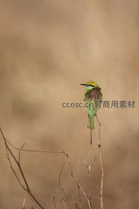 绿蜂虎独栖枯枝之上