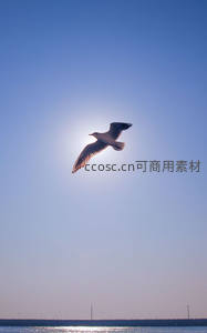 海鸥迎光翱翔，剪影映衬碧空