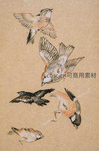 手绘飞鸟姿态速写，展现灵动瞬间