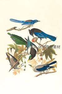 古典鸟类图谱，枝头百鸟争鸣