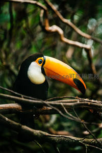 巨嘴鸟栖息于热带雨林枝头