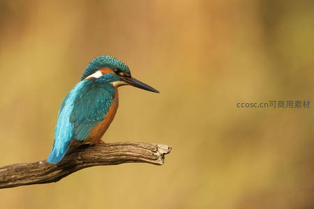 翠鸟栖枝，蓝羽如宝石般闪耀