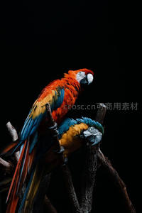 金刚鹦鹉双栖暗夜，羽色绚烂夺目