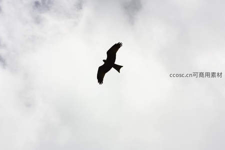 苍鹰剪影翱翔于云海之间展翅高飞