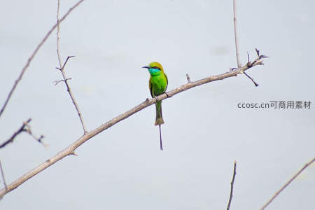 翠绿蜂虎栖枝静观