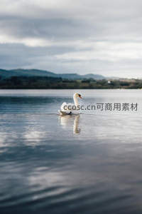 天鹅悠游湖面倒影如画