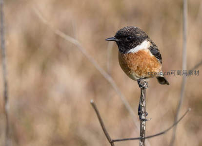 棕胸石鵖栖枝凝望远方