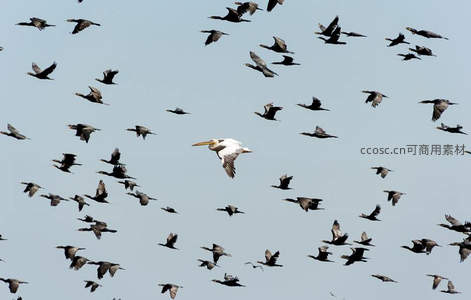 群鸟翱翔天际白鹈鹕领航