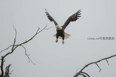 雄鹰展翅凌空而下，尽显王者风范