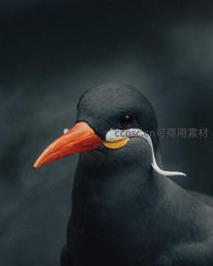 黑羽红喙特写，优雅鸟儿凝视镜头