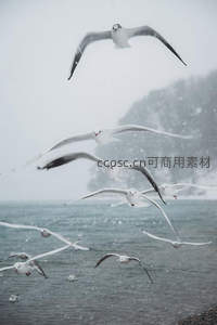 雪中海鸥振翅掠过，冬日海岸诗意飞扬