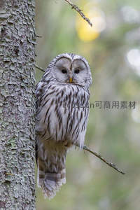林中猫头鹰静栖树干凝视前方