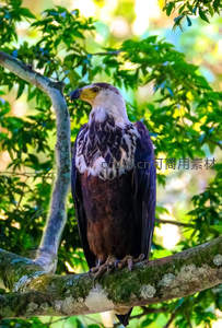 雄鹰栖枝绿叶间威严环顾