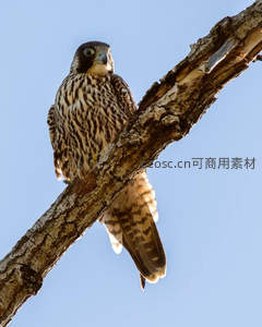游隼栖息枝头凝视远方