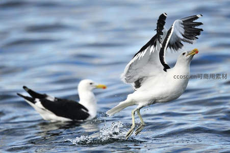 海鸥振翅掠过碧波水面