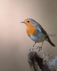 知更鸟立树桩，橙胸灰羽显灵动