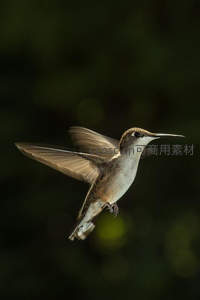蜂鸟振翅悬空中，轻盈姿态如精灵