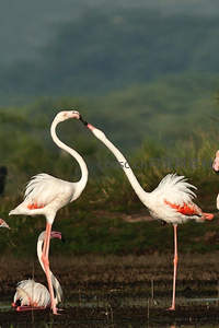 火烈鸟深情相吻，湿地共舞