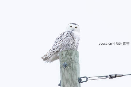 雪鸮栖息电线杆顶