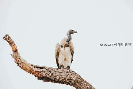 秃鹫静立枯枝之上