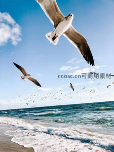 海鸥翱翔碧海蓝天