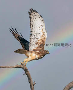 鹰展翅于枯枝之上彩虹映衬天空