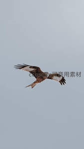 翱翔天际的雄鹰展翅高飞