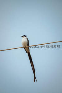 长尾鸟静栖电线之上