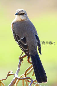 嘲鸫停驻枝头回望绿意盎然