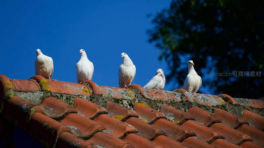 五只白鸽静立古瓦屋顶之上