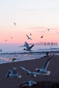 夕阳海滩群鸥飞舞剪影如画