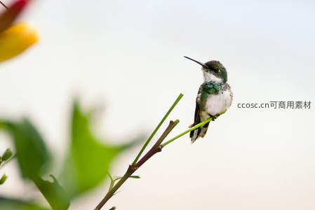 翠绿蜂鸟静栖枝头凝望远方