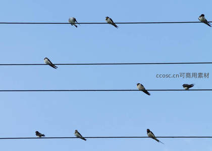 燕子列队栖息电线如音符