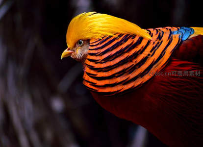 金羽红纹锦鸡特写，色彩斑斓栩栩如生