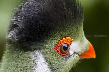 翠绿鸟眼特写惊艳绝伦