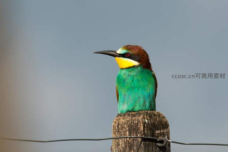 蜂虎驻桩，彩羽映蓝天如画